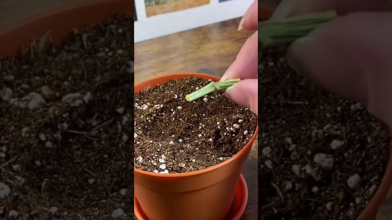Have you tried wetstick propagation? Pothos node propagation! #propagation #plants #houseplants