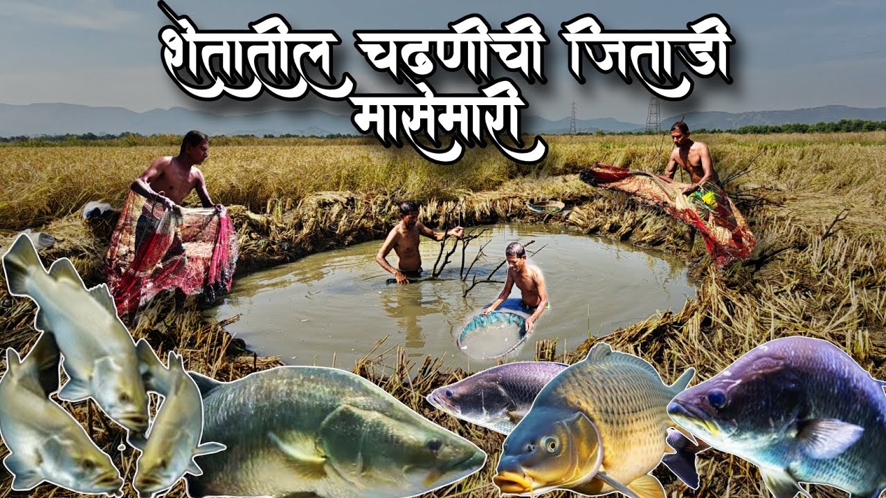 शेतात🌾न सोडवता भेटला जिताड्यांचा खजाना💰 | जिताड्यांचा धुमाकूळ 😱| भात शेतातील मासेमारी | #barramundi