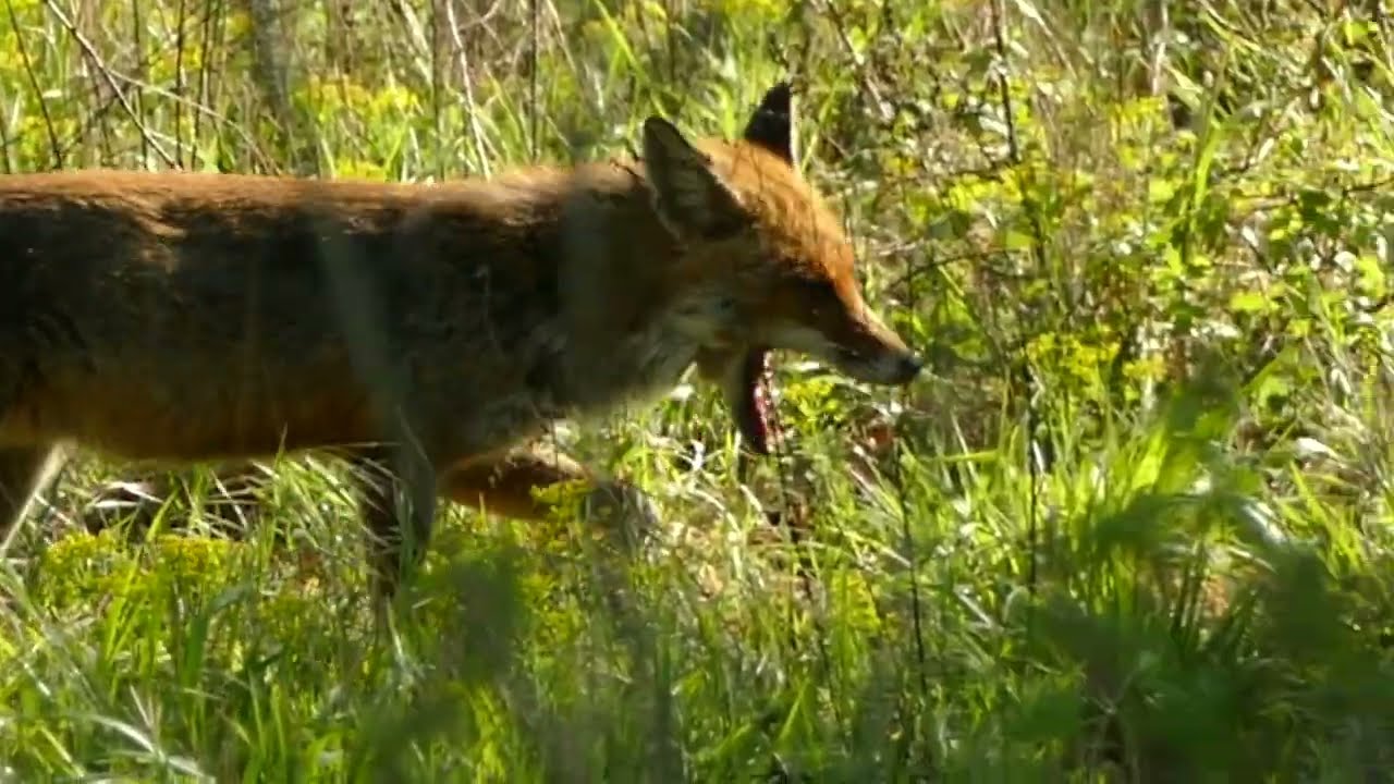 Alsace Nature 2 / Fauna im Elsass 