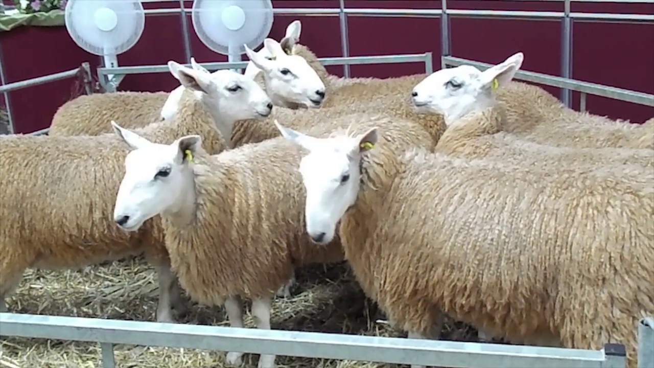 NSA Sheep Event 2018