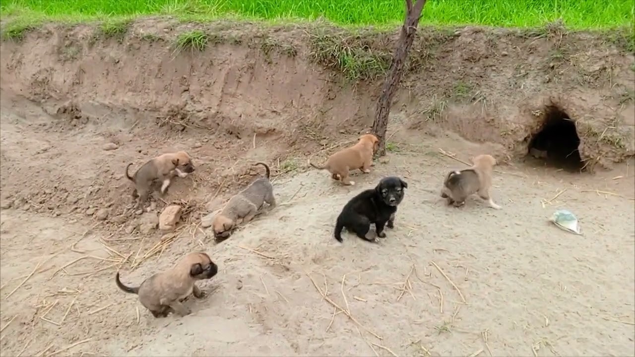 Little puppies are angry today 🐕 😡