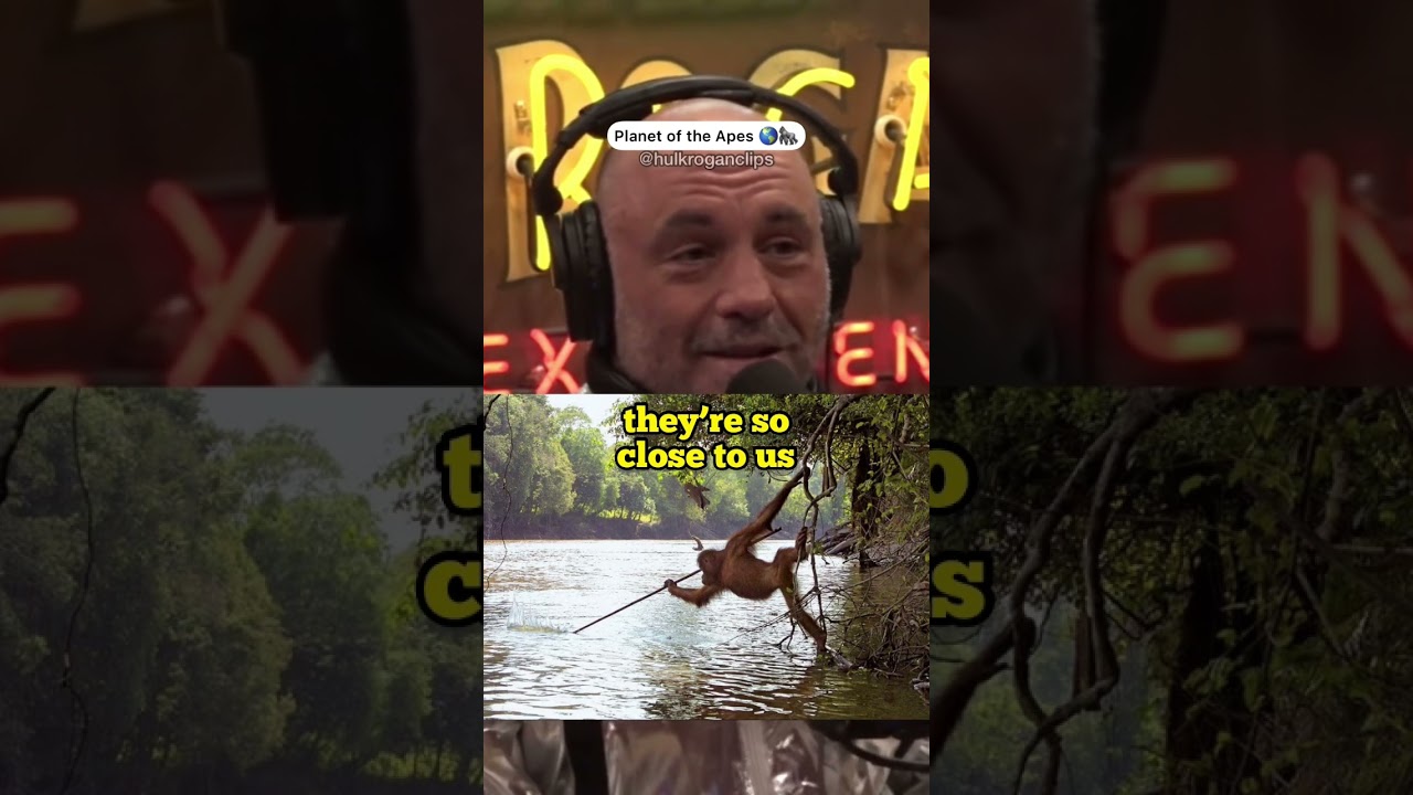 Have Monkeys entered the Stone Age? #joerogan #shorts #nature #monkey #evolution