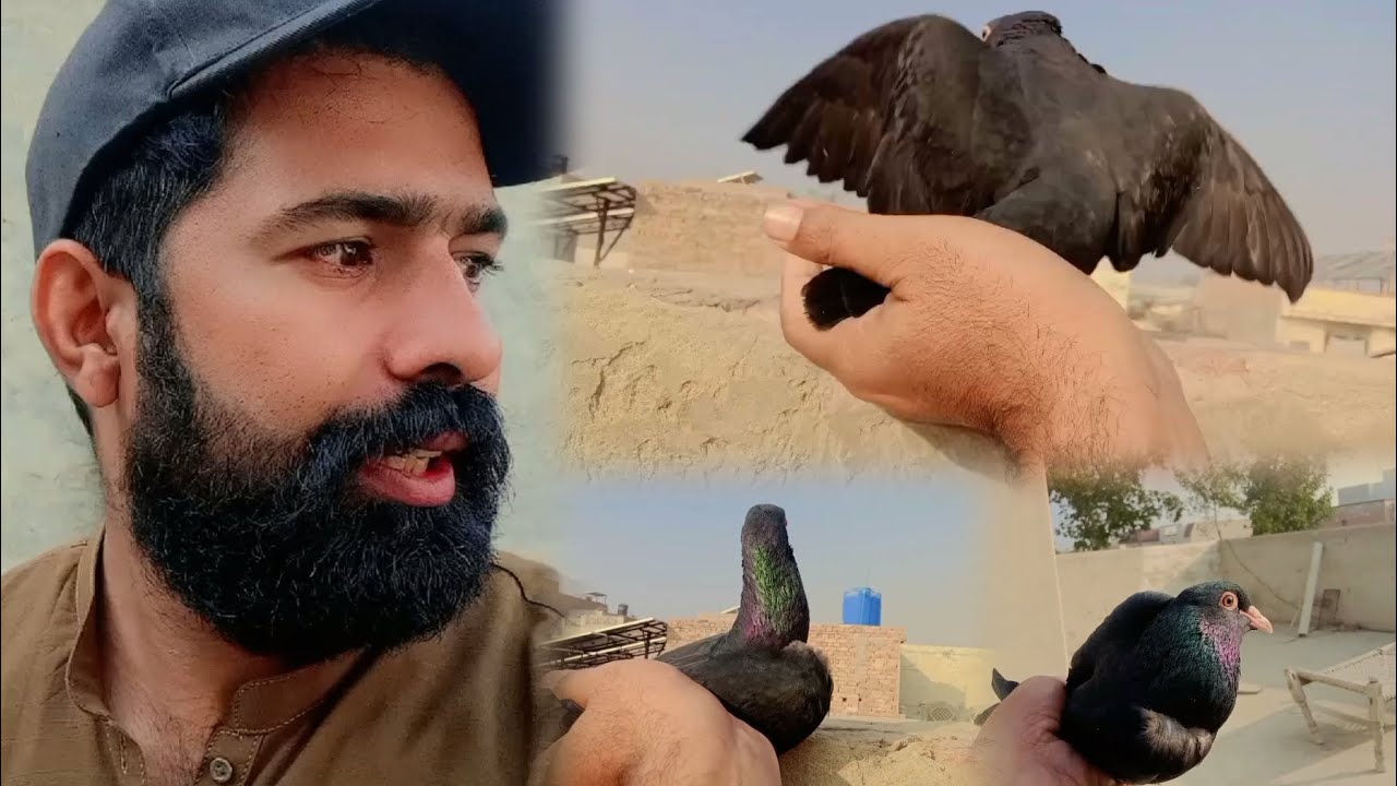Kabutr Pet House Sy Udaya Training Part 8 | Kabootar ko training ky ly chora Day 8