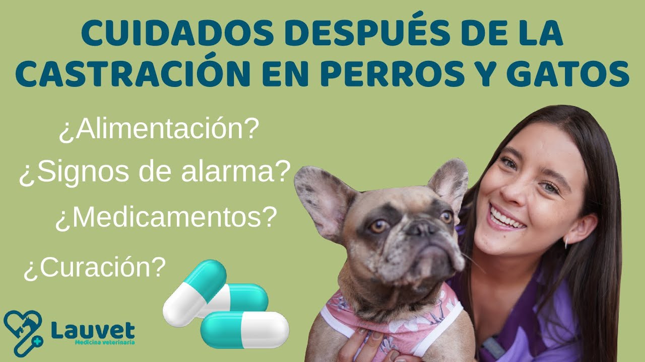 CUIDADOS DESPUÉS DE LA CASTRACIÓN EN PERROS Y GATOS - Lauvet