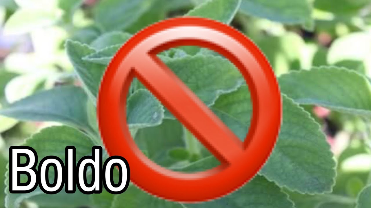 🚫Contra-indica&ccedil;&otilde;es e Efeitos Colaterais de Boldo
