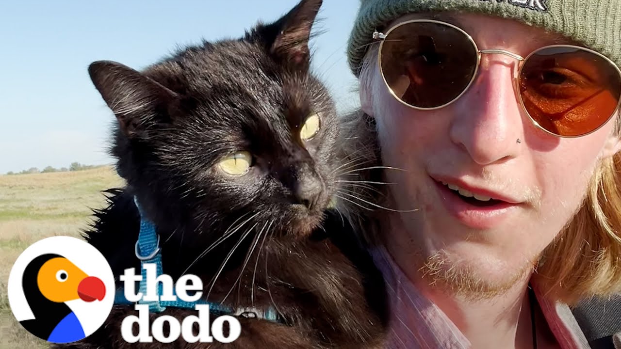 Парень находит кота на раскаленной парковке | The Dodo