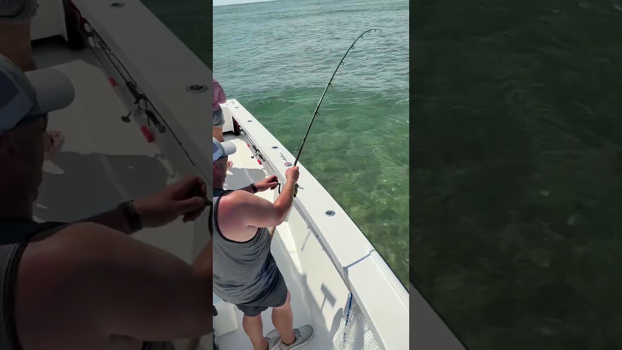 Sight casting big spinner sharks today! #fishing #sharks #hatterasisland