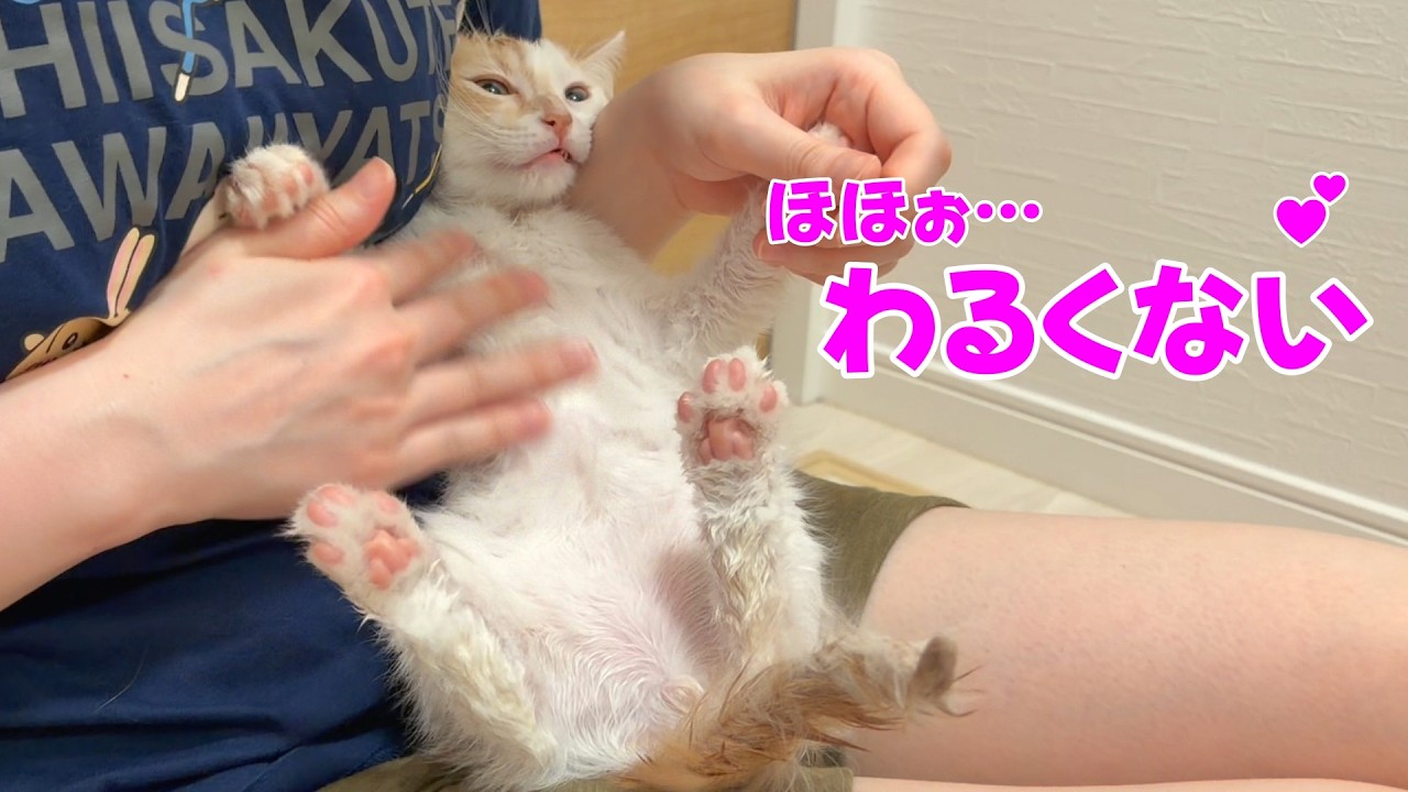 初めてお風呂に入った子猫の反応が完全に予想外でした