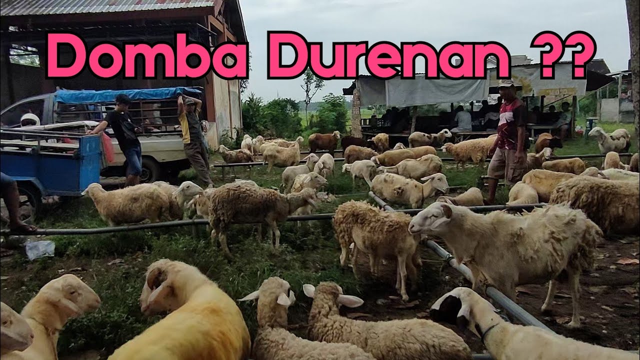 DOMBA DURENAN ??? PASAR LEGI DURENAN TRENGGALEK.
