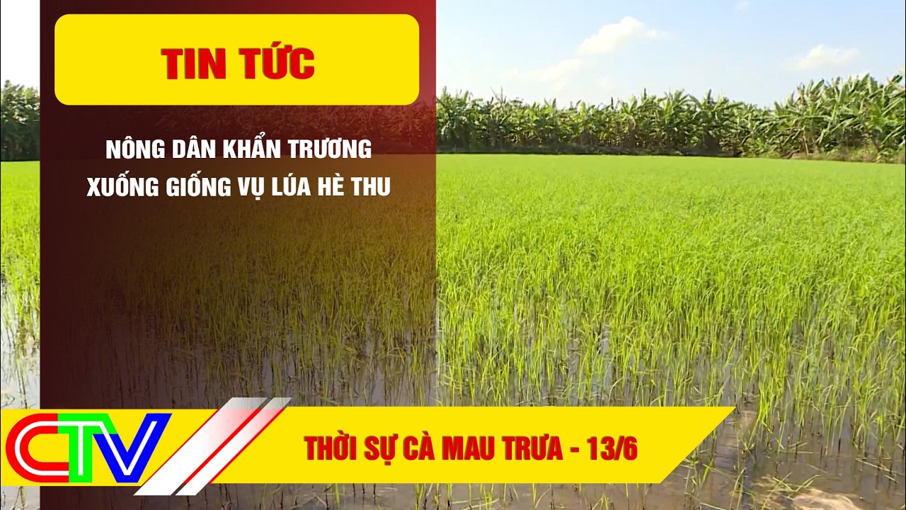 CA MAU NEWS NOON 6/13/2026 | FARMERS URGENTLY SOW SUMMER-AUTUMN RICE CROP