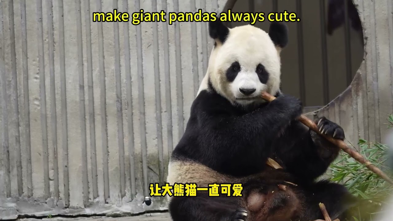 【我爱大熊猫】带你了解更多大熊猫科普小知识 Take you to learn more about pandas  #熊猫 #panda #我爱大熊猫 #Love Panda
