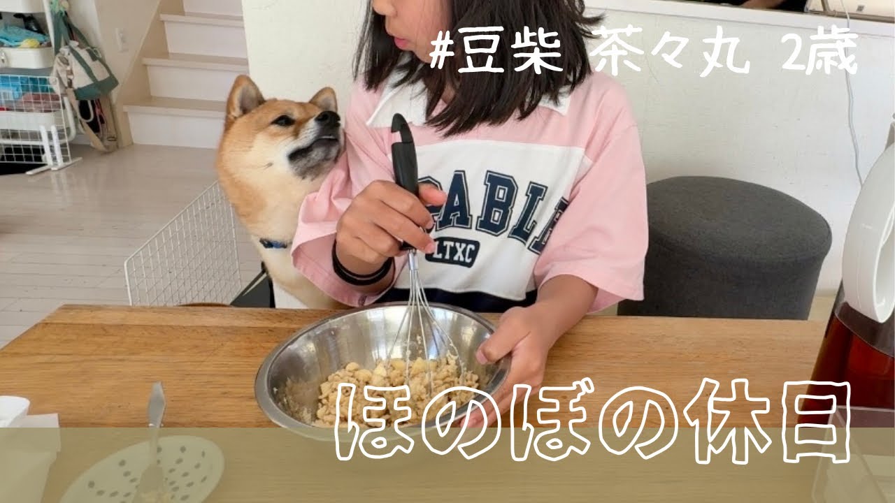 【豆柴 茶々丸 2歳】今日も気ままに休日を過ごす柴犬