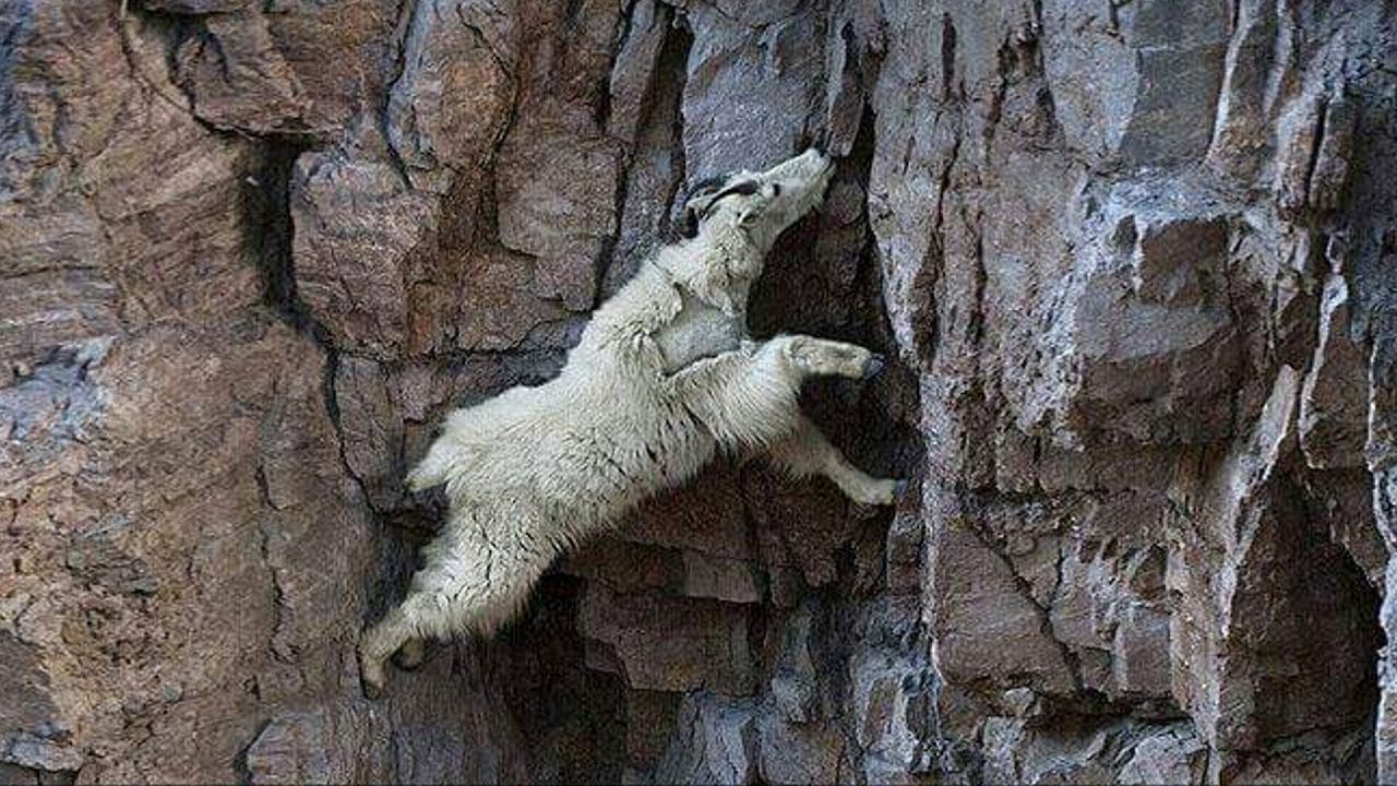 Top 10 Animales Asombrosos con Incre&iacute;bles Superpoderes y Extra&ntilde;as Habilidades.