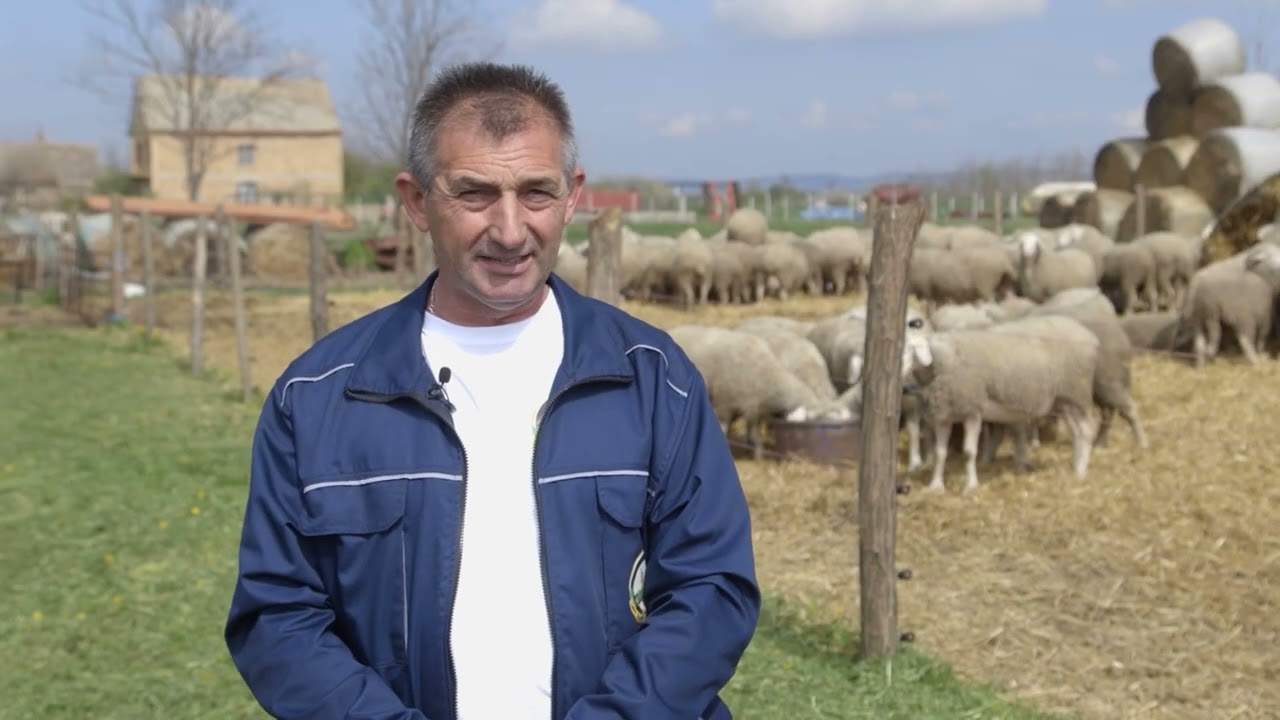 Uzgoj OVACA na gazdinstvu CALIC u Novim Karlovcima - U nasem ataru 1099