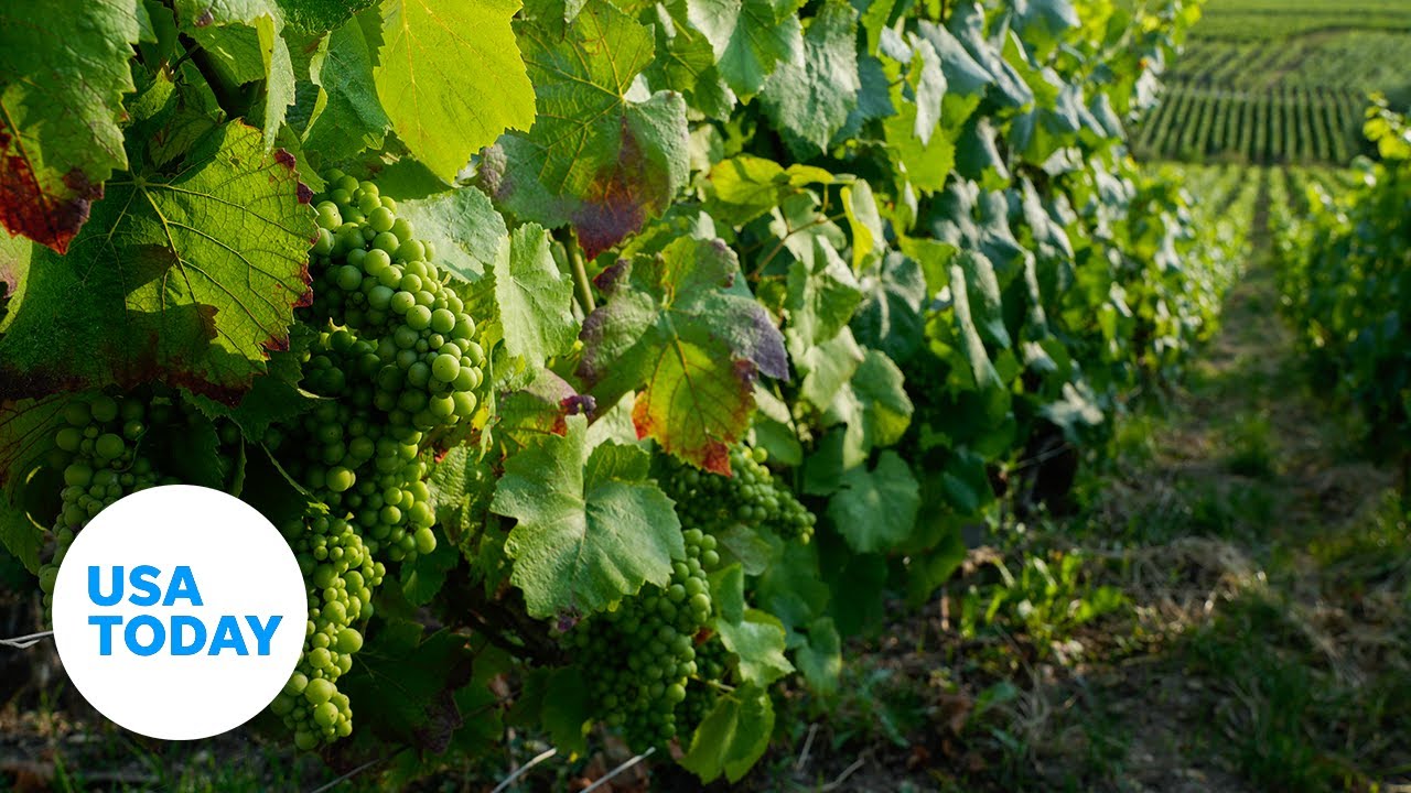 France&rsquo;s Champagne region proves respect sows a rich business | USA TODAY