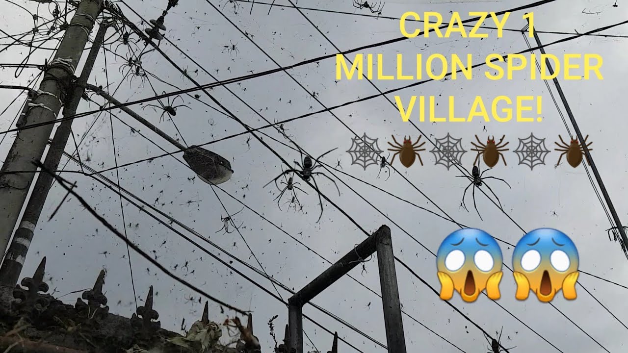 САМЫЕ БОЛЬШИЕ ПАУКИ-ЗОЛОТЫЕ ШАРЫ!! 😱🕷🕸СТРАШНАЯ ПАУЧЬЯ ДЕРЕВНЯ! #coreywild #bigspider #spider