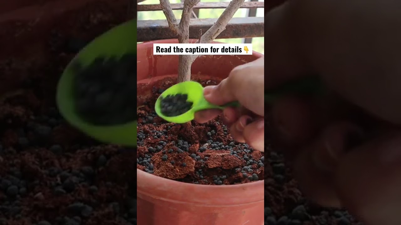 How to get more flowers on flowering plants / Garden Vibes