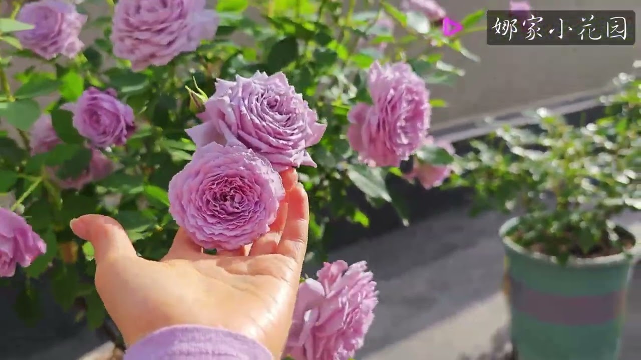 蓝丝球月季春花介绍：丰花大长腿的蓝紫色月季，夏花表现尚可Blue silk ball rose spring flower introduction