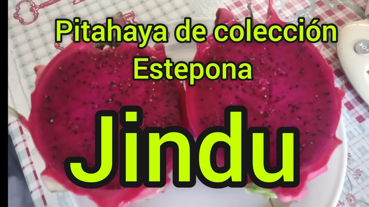 Jindu, pesamos y medimos sus brix