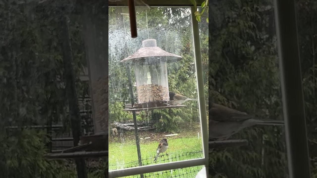 Hungry birds