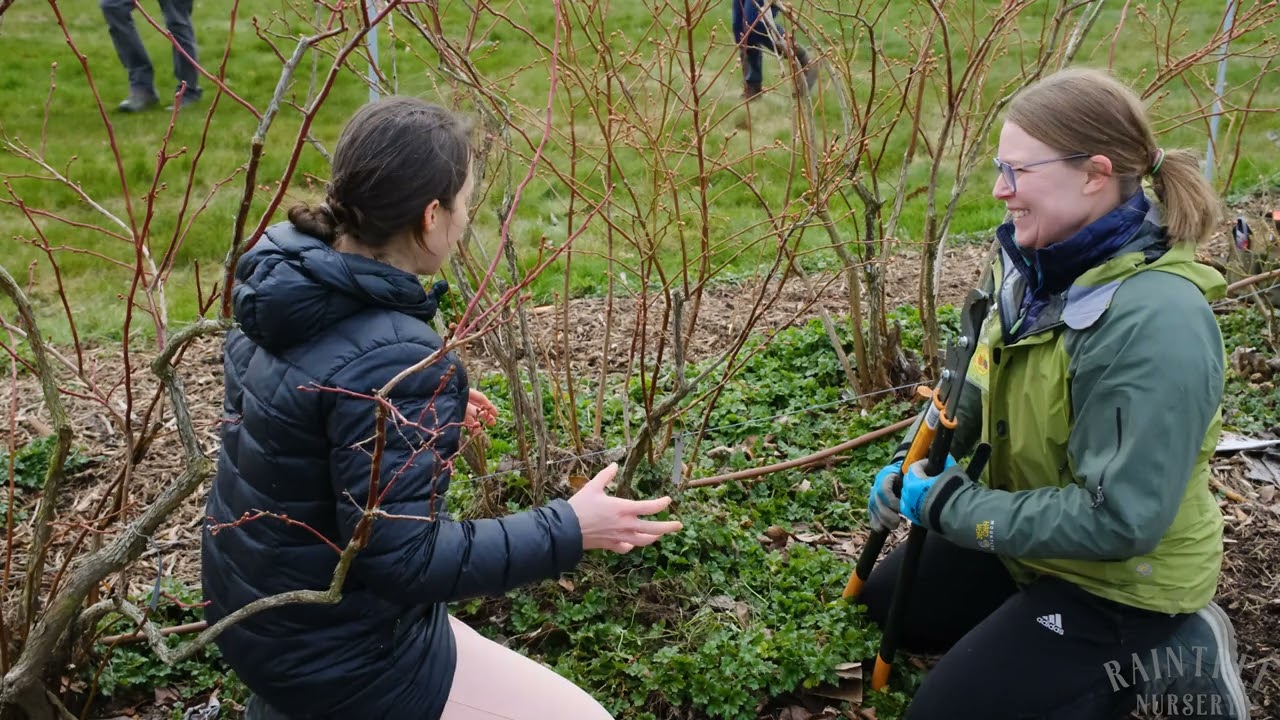 How to Prune Mature Blueberry Bushes!