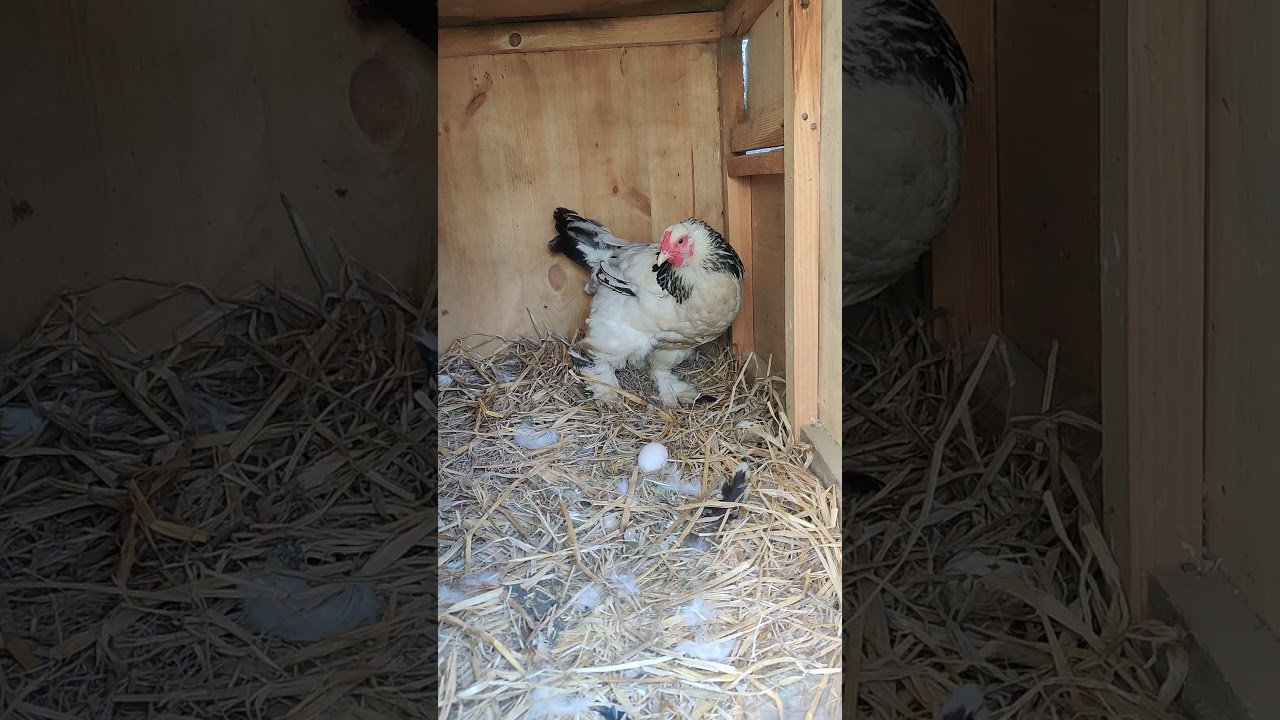 Colombian Brahma chicken #brahmachicken #egglaying #murga #murgi #brahmachicks #desimurgi #viral