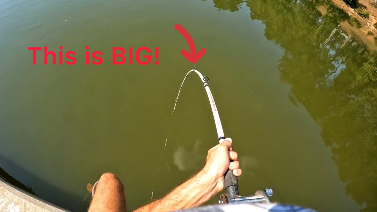 I Thought I was Stuck on a ROCK Until it Started SWIMMING!