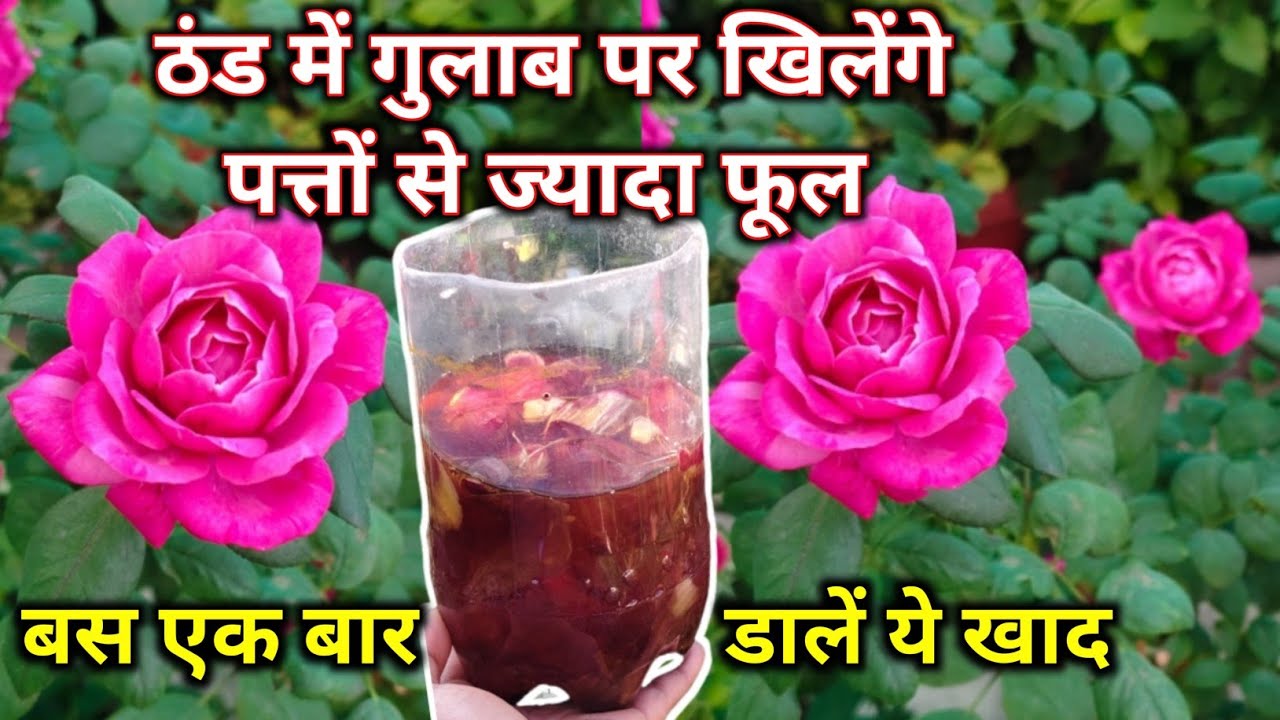 सर्दी में गुलाब पर खिलेंगे पत्तों से ज्यादा फूल.Rose plant growing tips. ठंड में गुलाब की देखभाल.