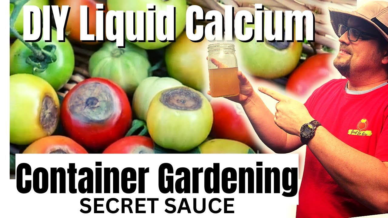 DIY Liquid Calcium Fertilizer for Container Gardening using Eggshells from Quail Eggs