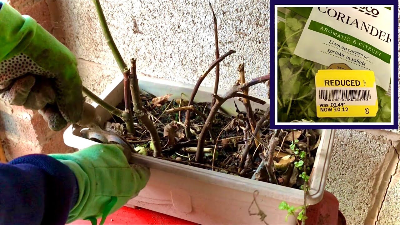 HOW TO LIVE FRUGALLY | MARKDOWN HERBS | FIG CUTTING CARE