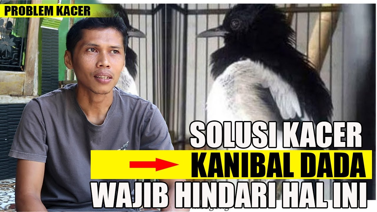 MENGATASI KACER KANIBAL DADA APA AJA EFNYA