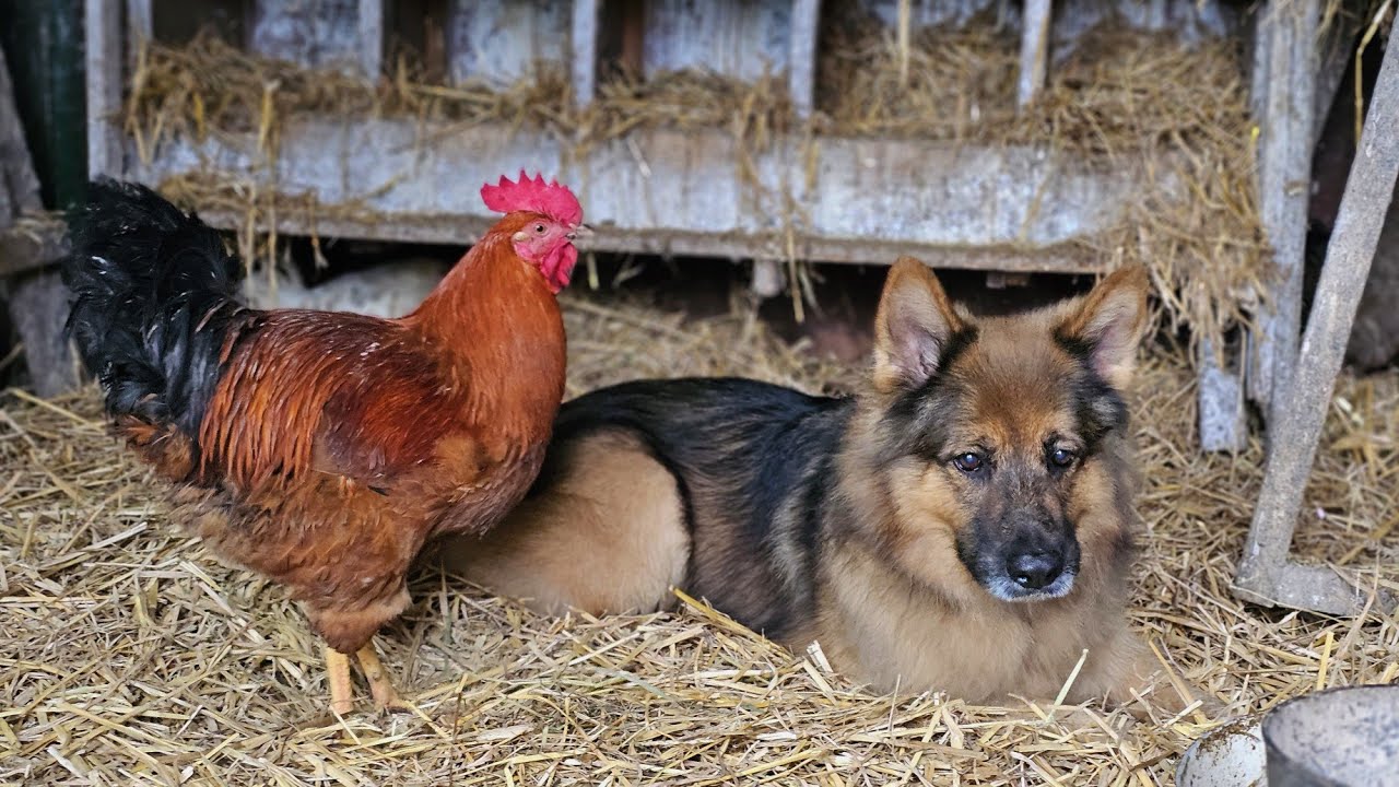 U BABCI NA WSI NAJLEPIEJ 🐓