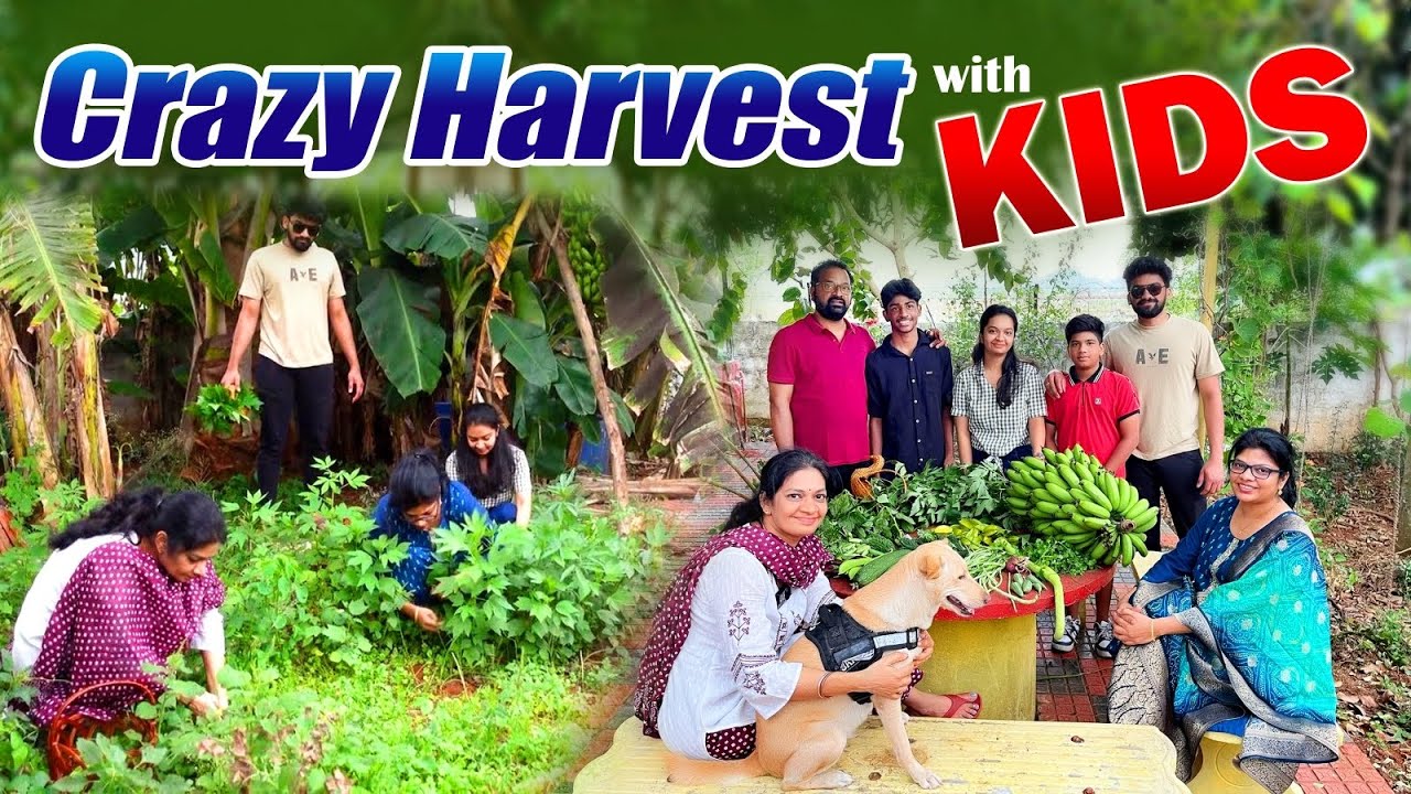 Fun  filled Harvest /మా పిల్లల్తో సరద హార్వెస్ట్ @MAD GARDENER  #gardening #garden