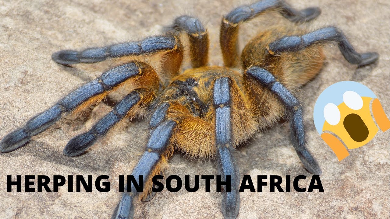 Baboon spiders and lots more |Herping in South Africa