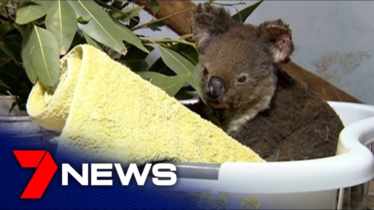 Port Macquarie Koala Hospital caring for koalas during the NSW bushfire crisis | 7NEWS