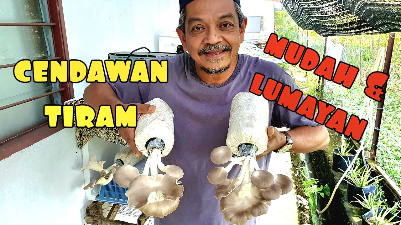 ✅️ IDEA BERNAS || TANAM CENDAWAN GUNA KOTAK POLISTERIN | SANGAT MUDAH UNTUK PEMULA