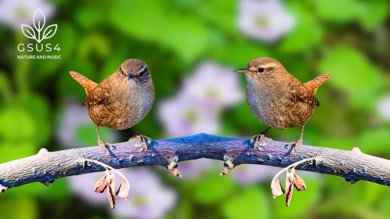 Gentle Bird Songs | Peaceful Sounds for Relaxation & Stress Reduction | Nature Sounds for Sleep