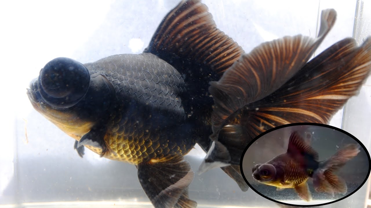 How To: Goldfish Growth | Telescope Update