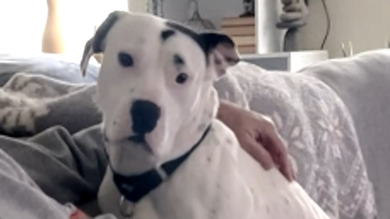 Grandma is in awe of this dog