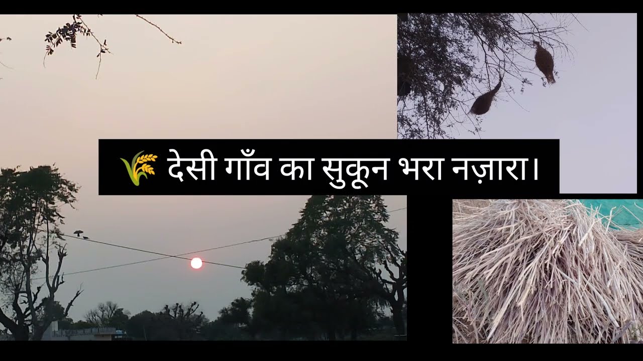 गांव की सादगी और खूबसूरती का यह प्यारा सा नज़ारा 🌾#DesiGaav #VillageLife #IndianVillage#DesiVlog