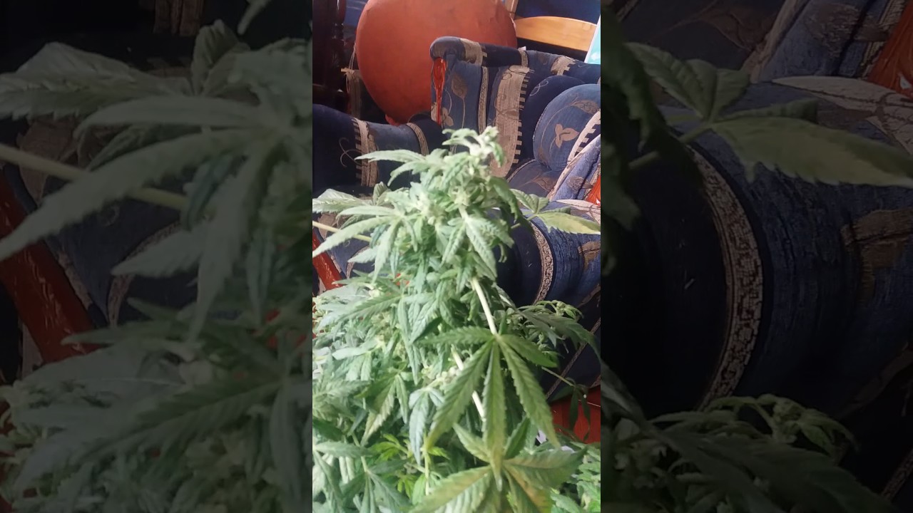 Mi1Er Cosecha Moby Dick XXl ~ dinafem Seeds