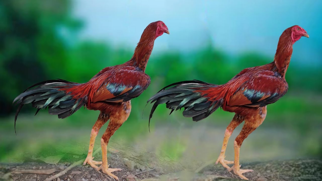 #KVR BREEDES#thanks to all 🙏#bhimavaram chicks#peru cross chicks#chicks#patta punjulu#birds#chicken