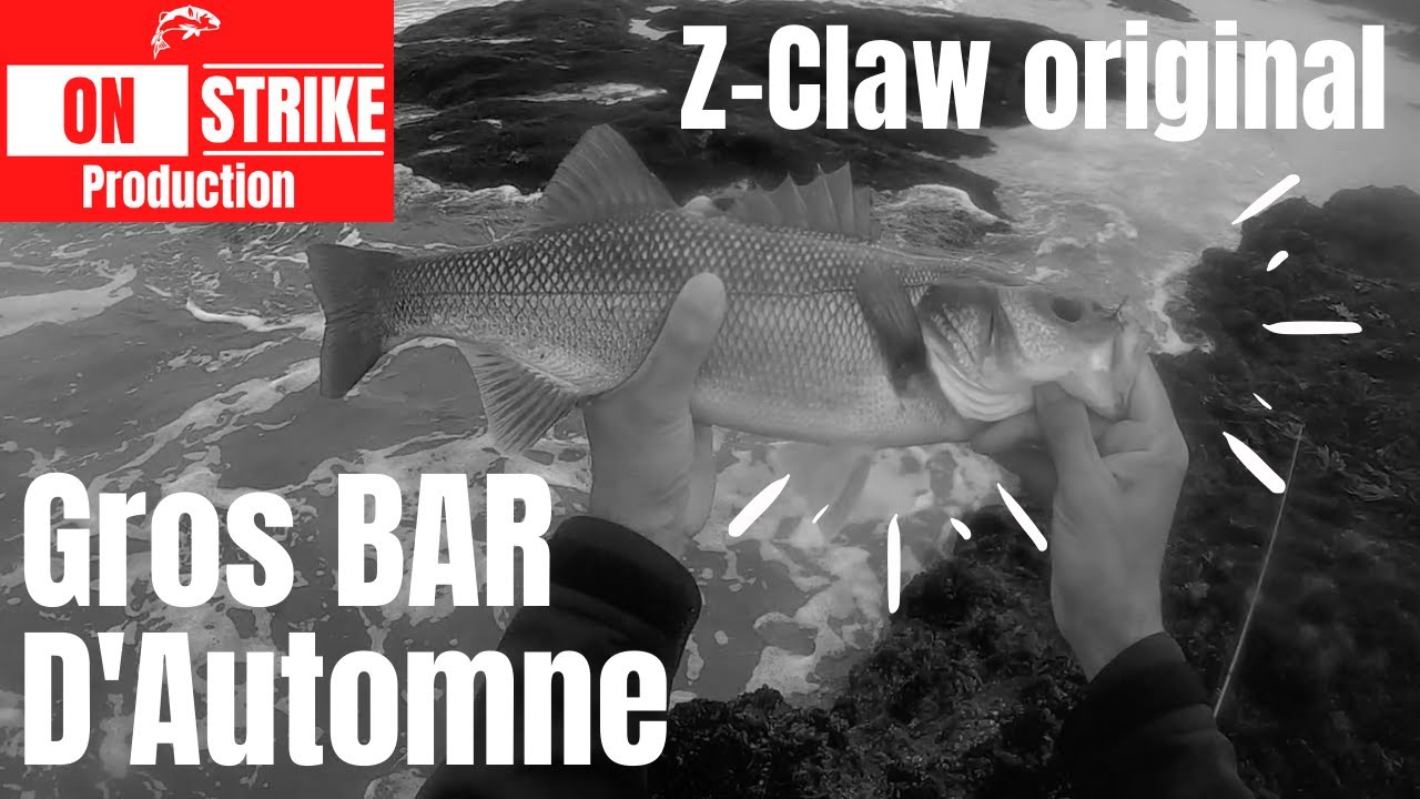 P&Ecirc;CHE du BORD au LEURRE de SURFACE: Gros BAR d'Automne au Z-CLAW Original - Bretagne