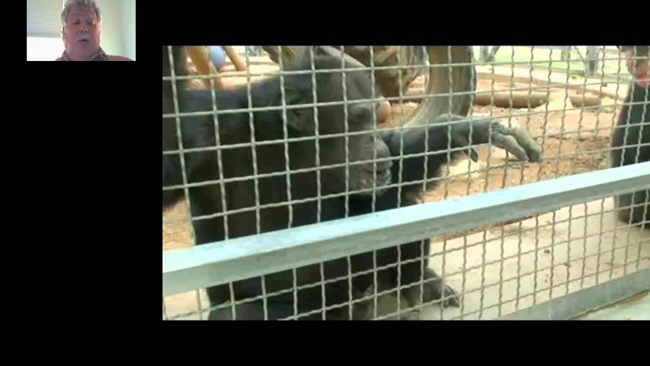 Steven Schapiro - Behavioral Management Strategies that Allow Nonhuman Primates to Voluntarily...