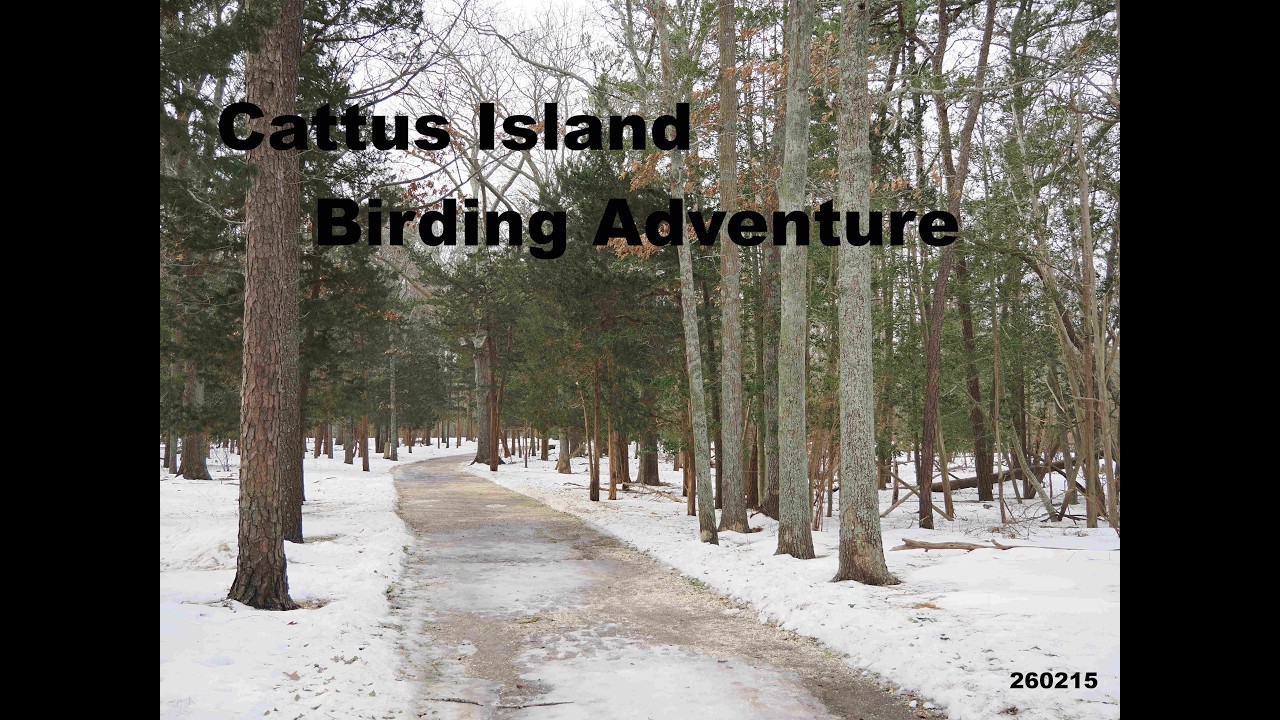 Cattus Island birding adventure