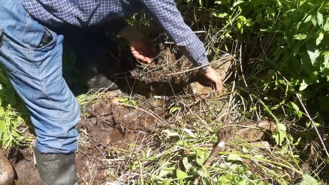 ŞƏLVƏ KƏNDİ VƏLİ BABANIN BULAĞI