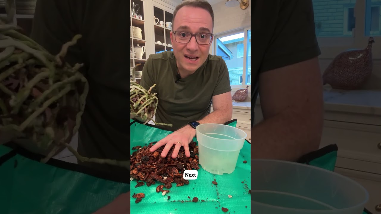 Repotting a Phalaenopsis orchid