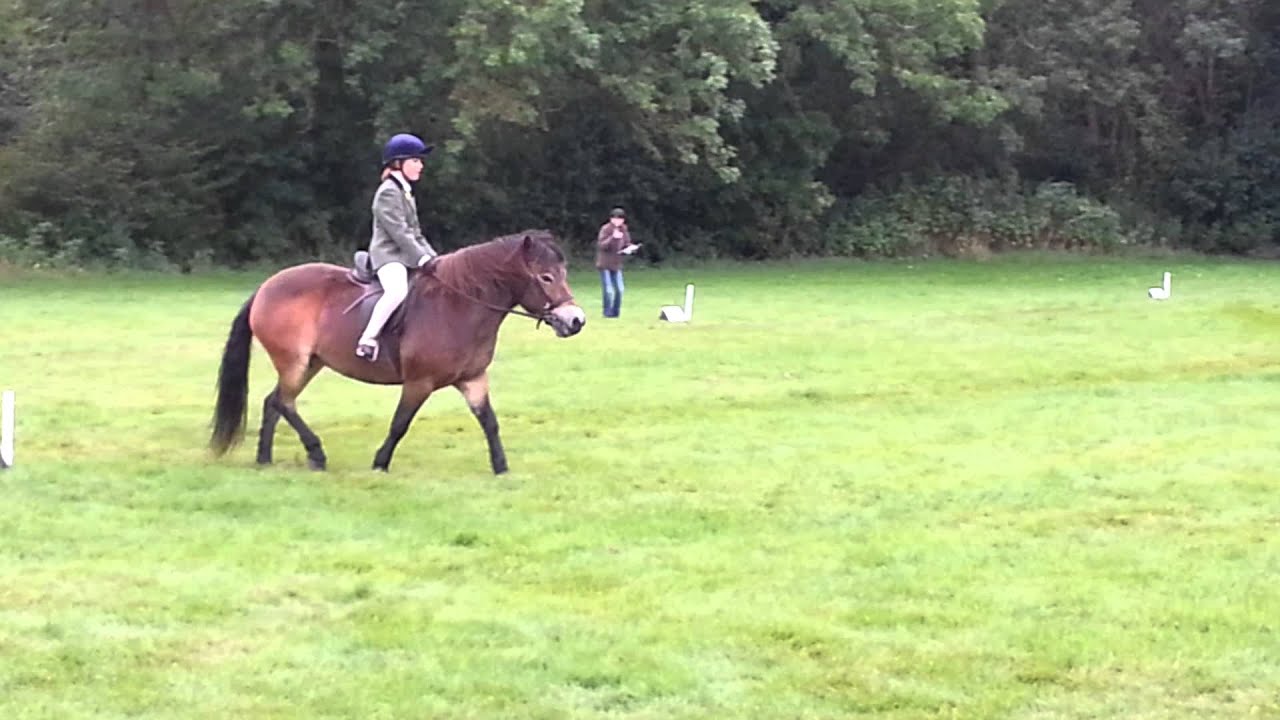 Pony Club Level D Walk Trot dressage test