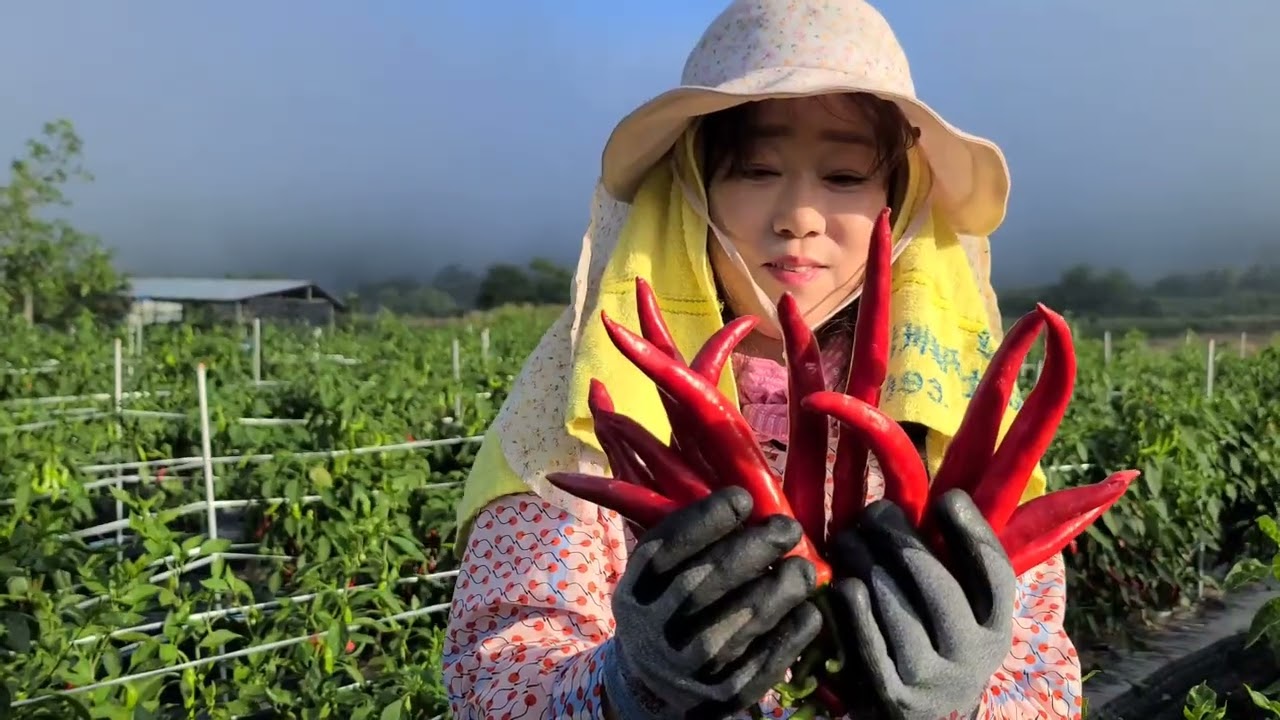 ✨ 새벽 안개 속 산골 마을의 하루! 🌿 리얼 농부 가족의 찐~한 수확 일기 (feat. 자연의 소리) | 고추, 참깨, 사과, 포도 대수확! ✨Mountain daughters