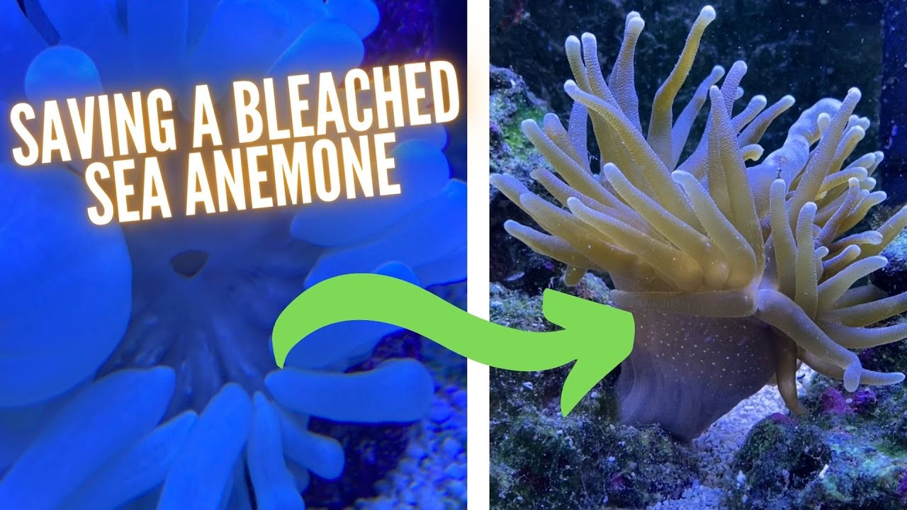 How to Save a Bleached Anemone (NEW!)